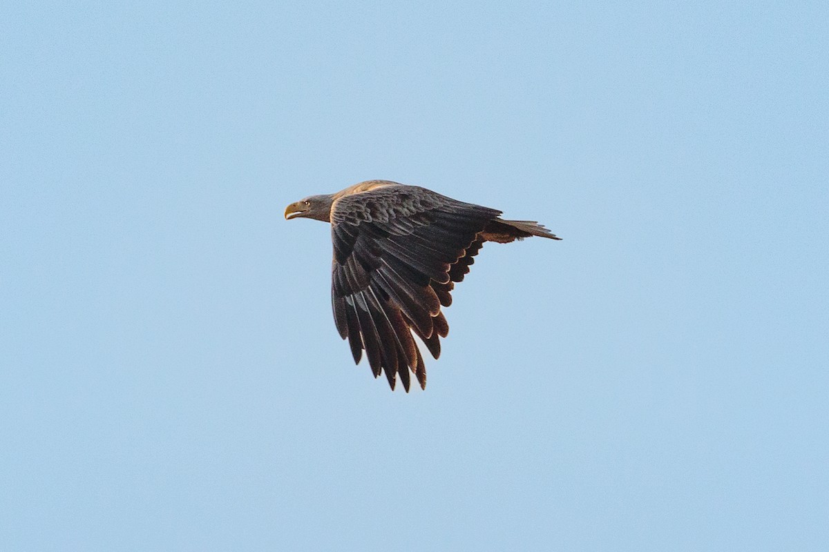 White-tailed Eagle - ML646413112