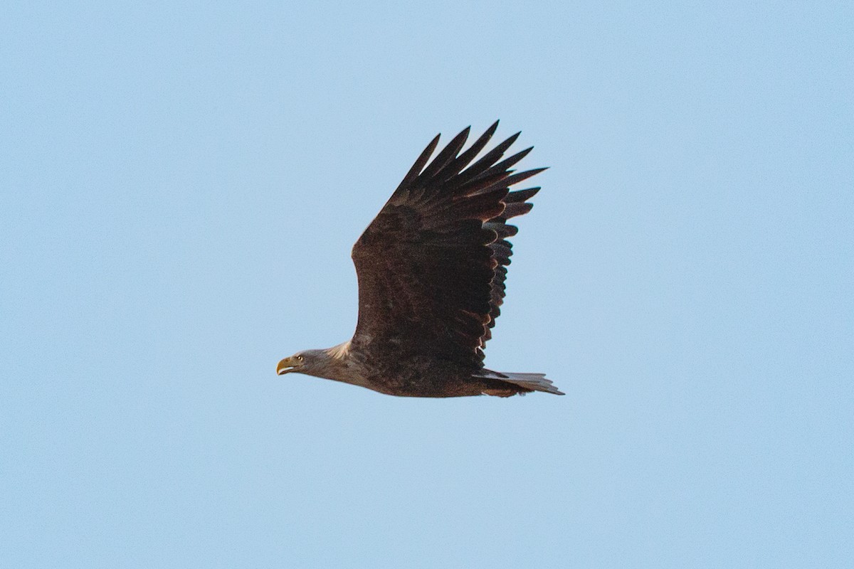 White-tailed Eagle - ML646413113