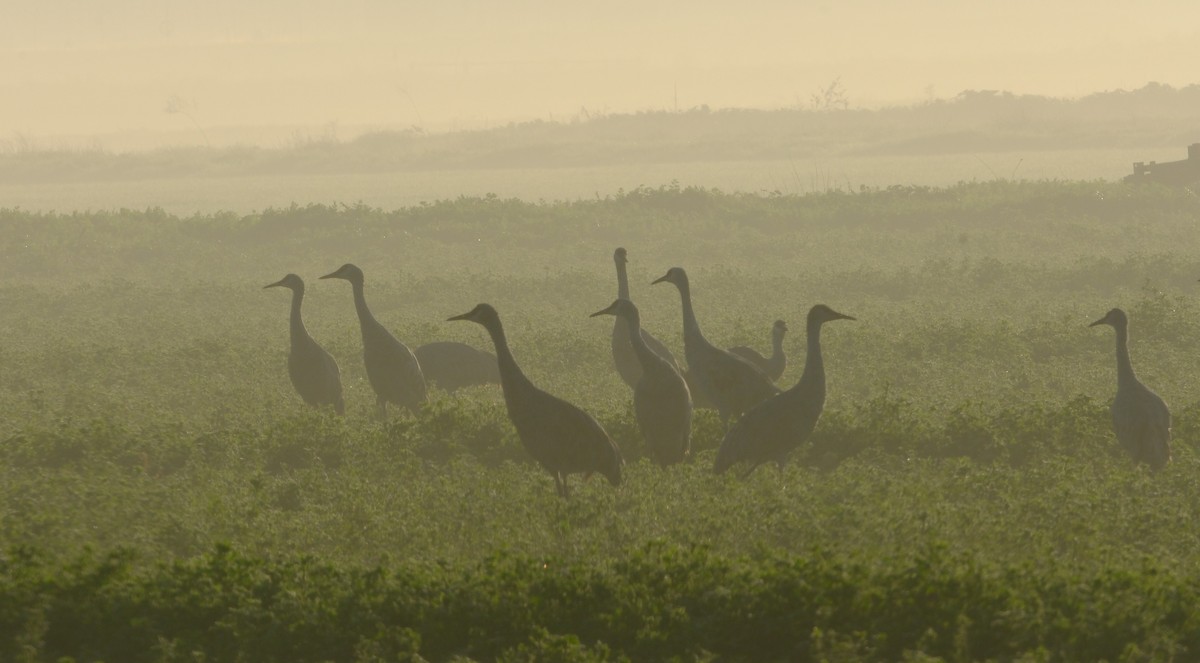 Sandhill Crane - ML646413114