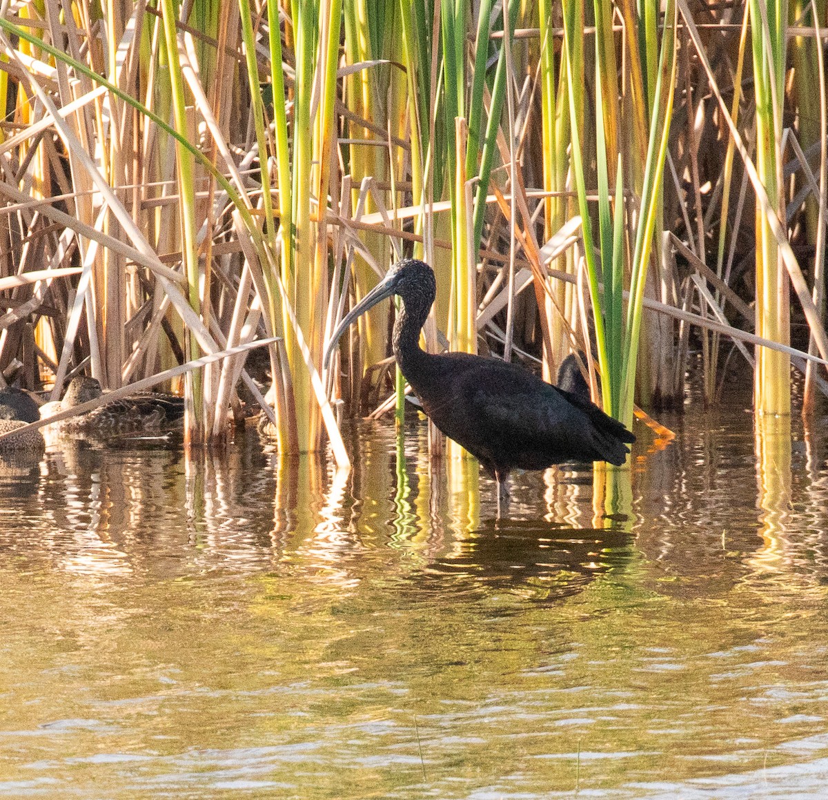 ibis hnědý - ML646413115