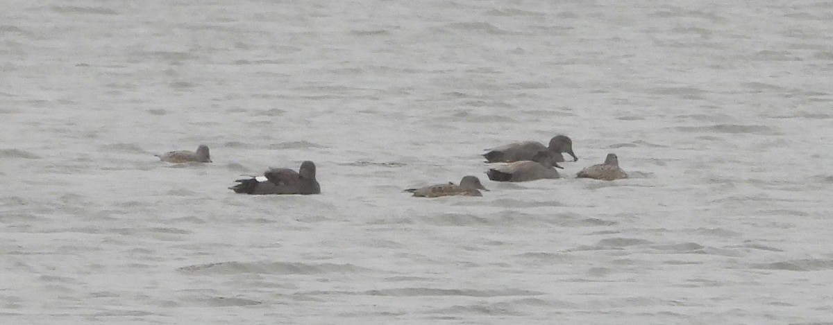 kopřivka obecná - ML646413117