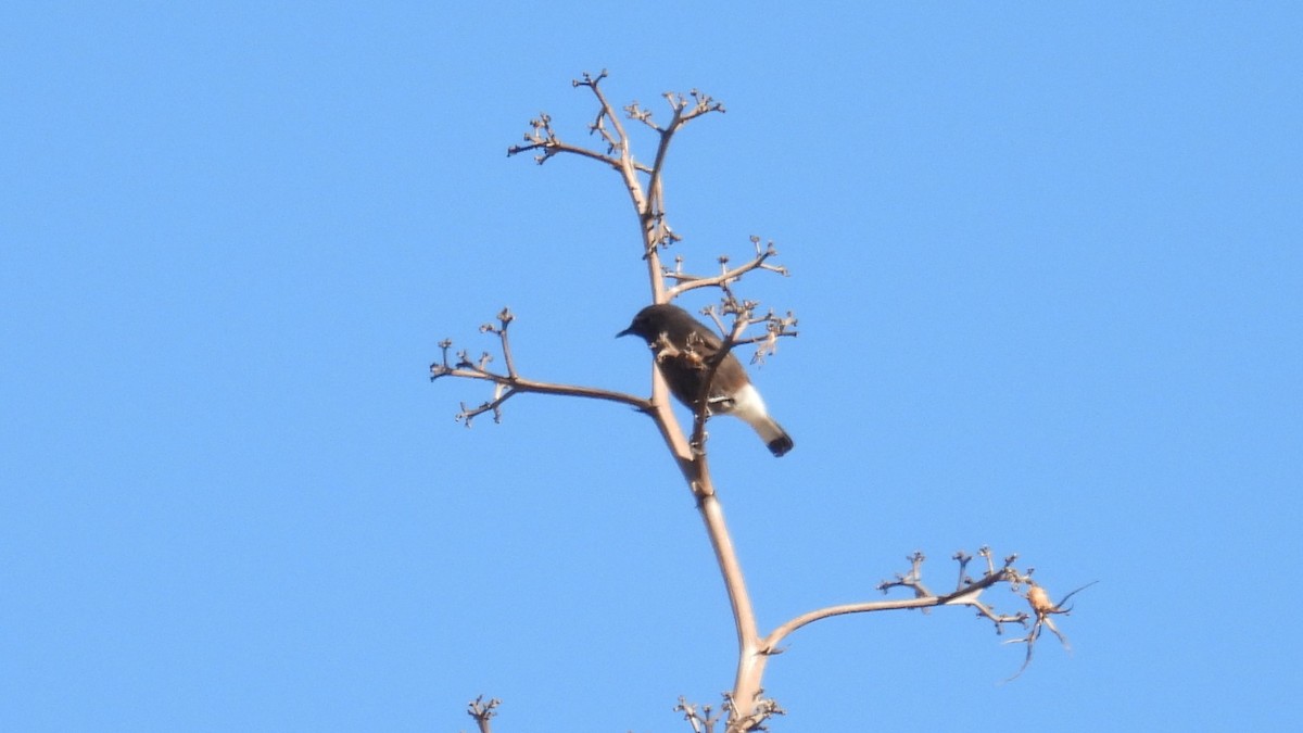 Black Wheatear - ML646413118