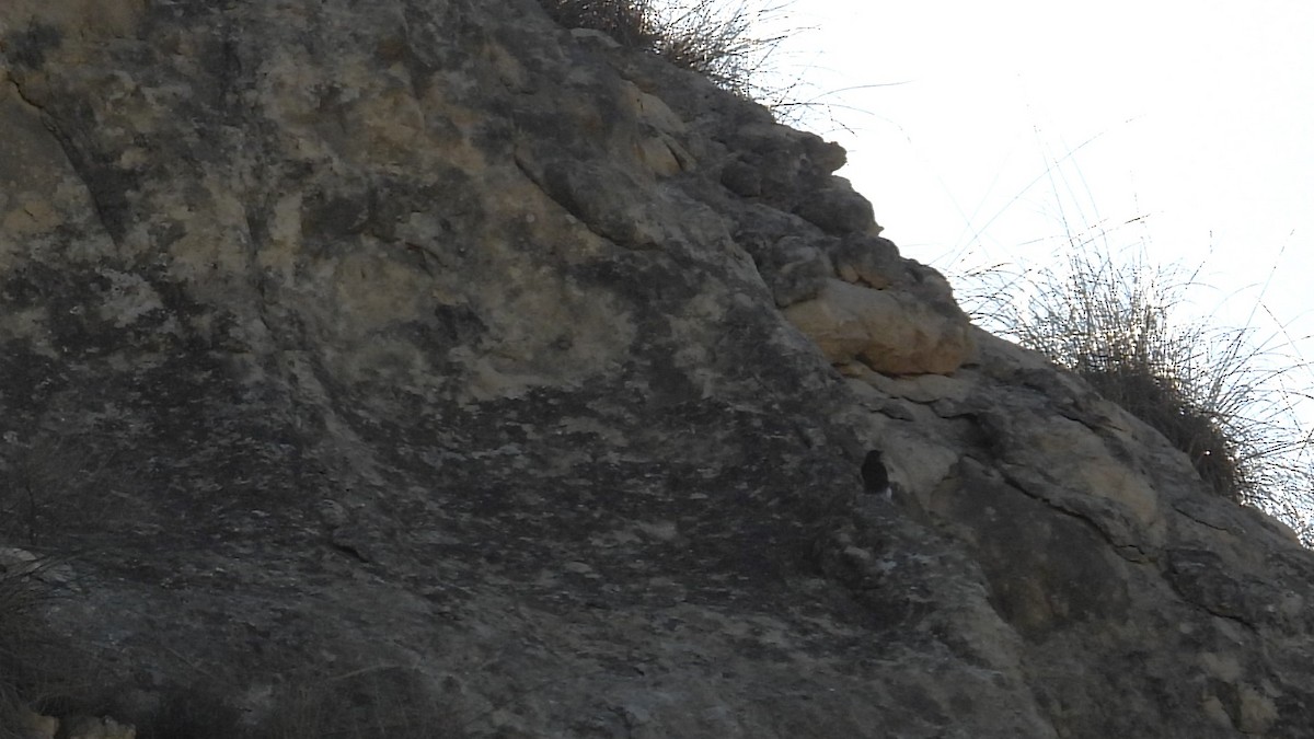 Black Wheatear - ML646413119