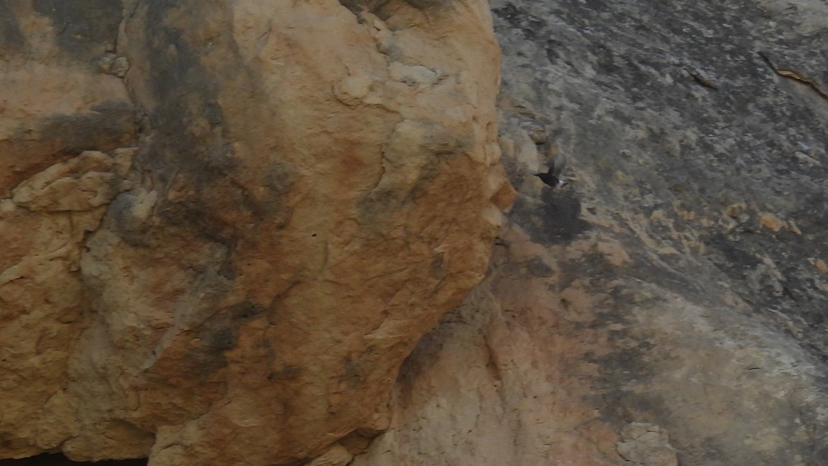 Black Wheatear - ML646413120