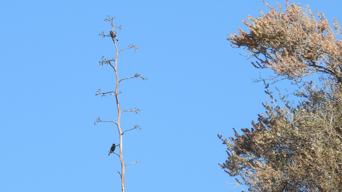 Black Wheatear - ML646413121