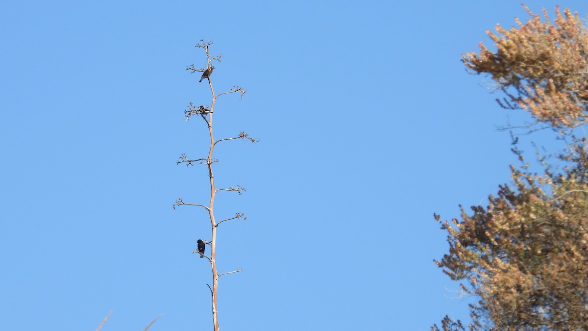 Black Wheatear - ML646413122