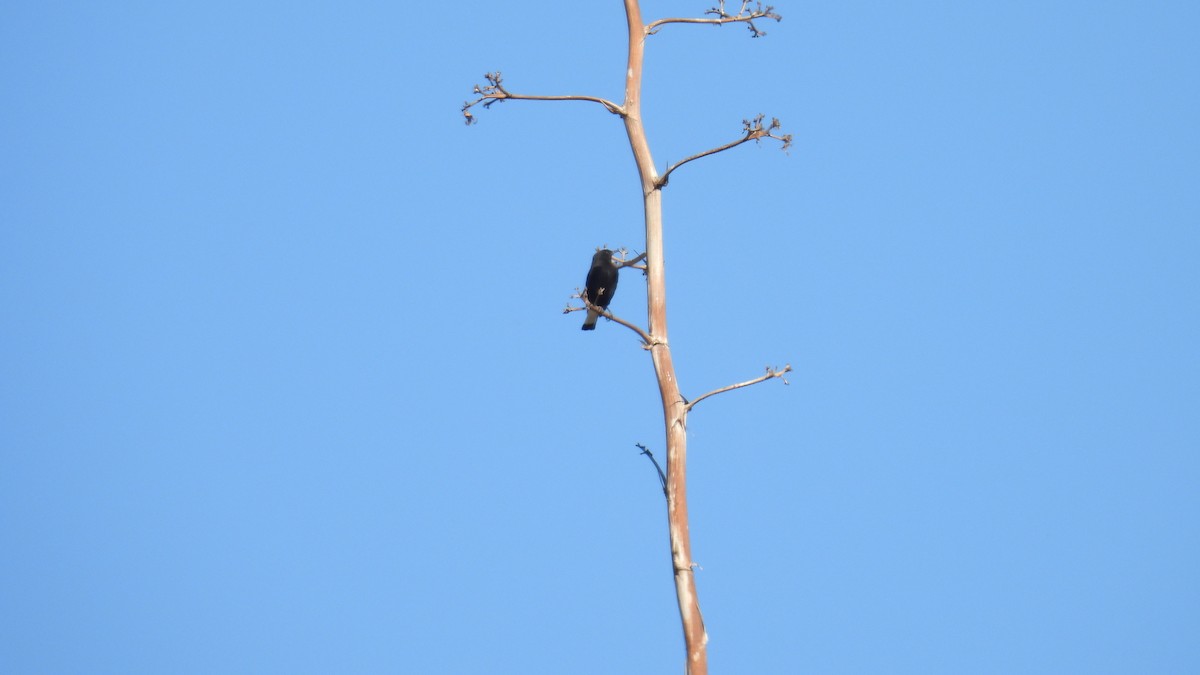 Black Wheatear - ML646413123