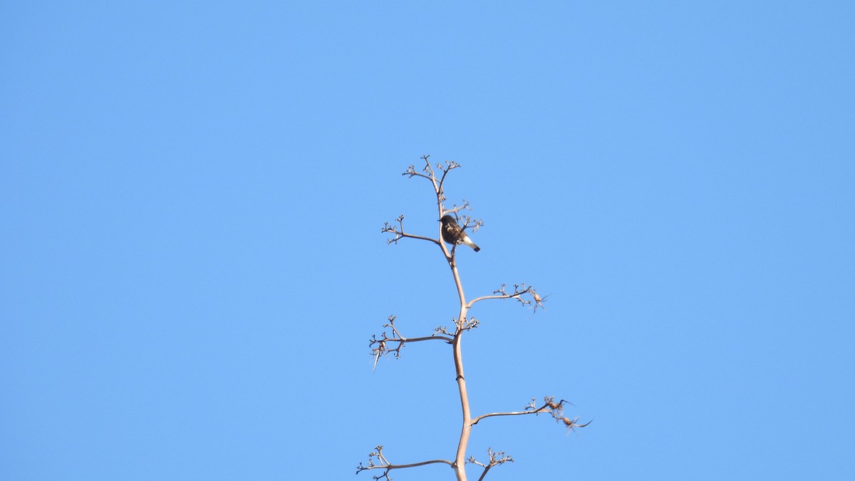 Black Wheatear - ML646413124