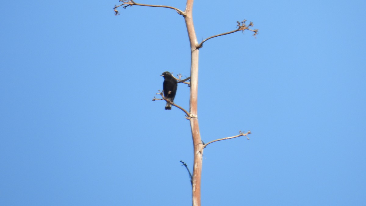 Black Wheatear - ML646413125