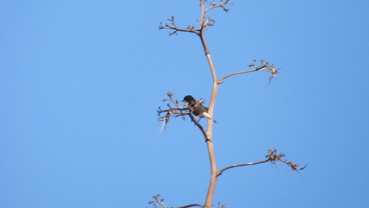 Black Wheatear - ML646413126