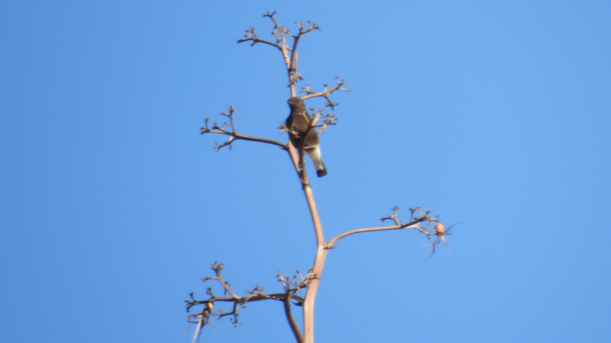 Black Wheatear - ML646413127