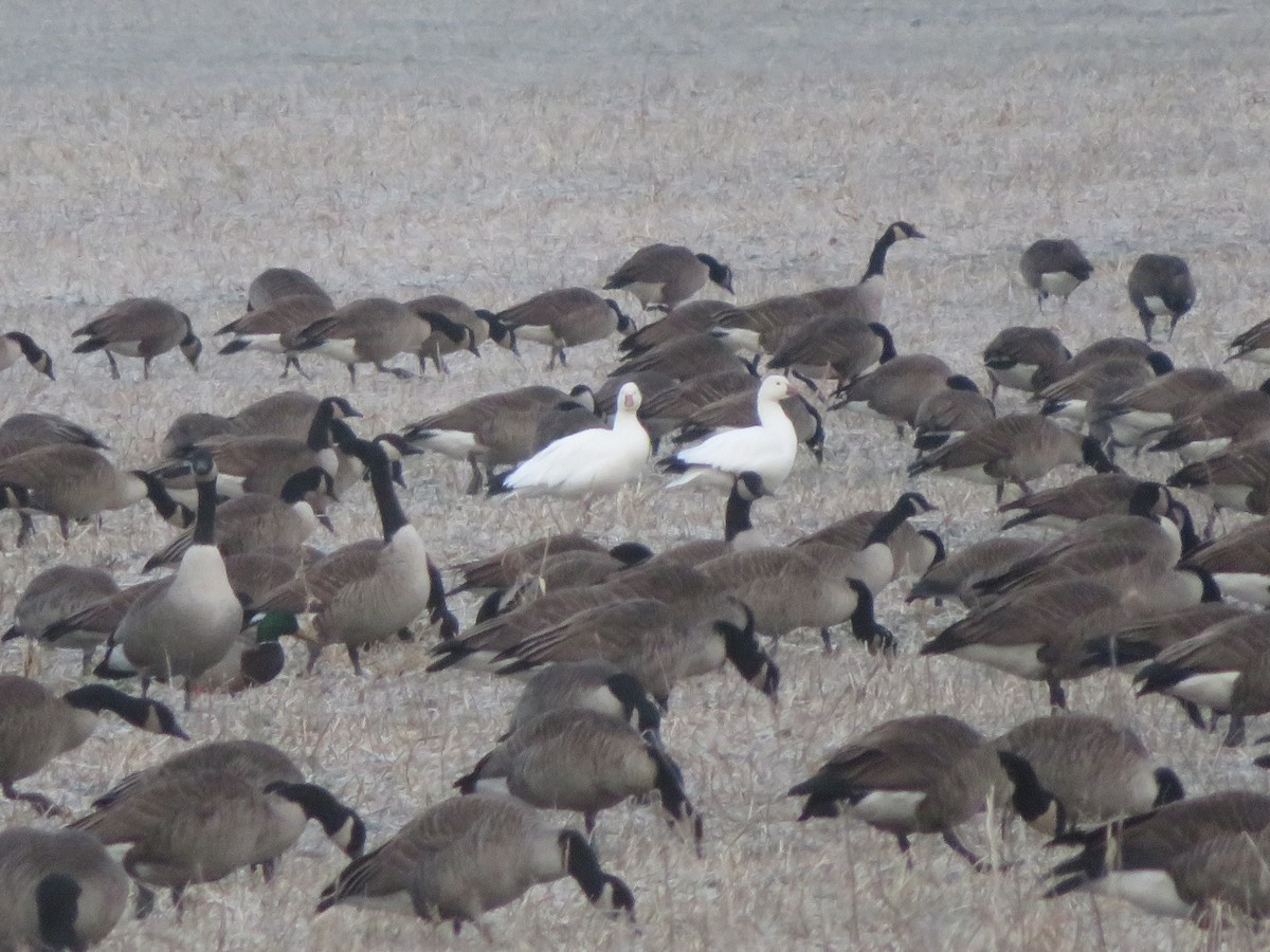Snow Goose - ML646413128