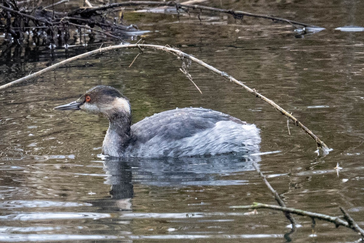 potápka černokrká - ML646413130