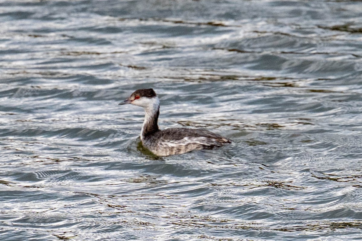 Ohrentaucher - ML646413131