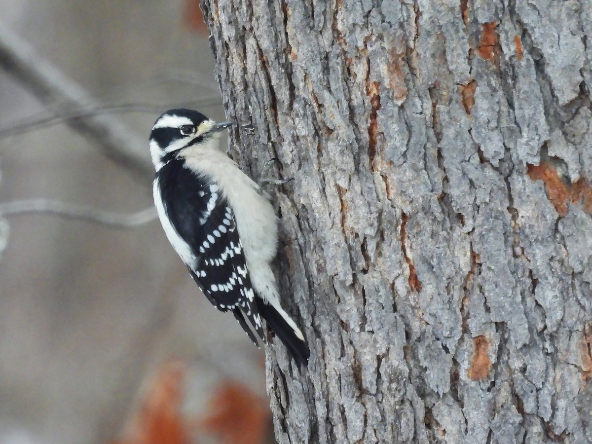 Downy Woodpecker - ML646413133