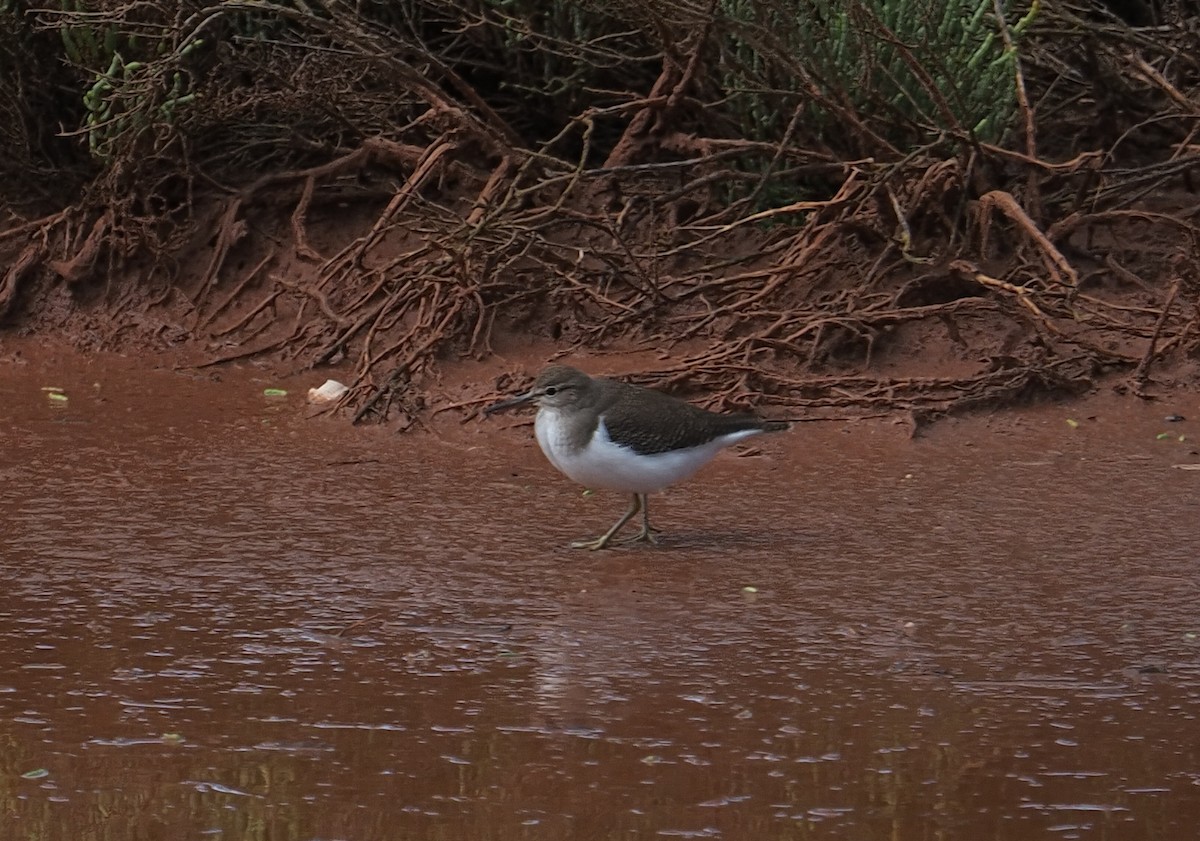 Common Sandpiper - ML646413134