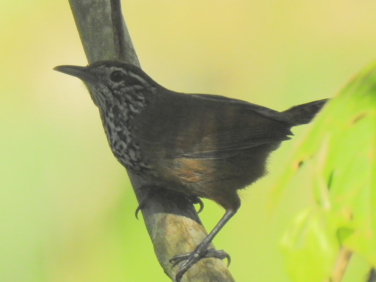 Benekli Göğüslü Çıtkuşu - ML646413136