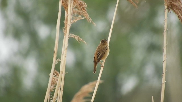 Камышевка-барсучок - ML646413137