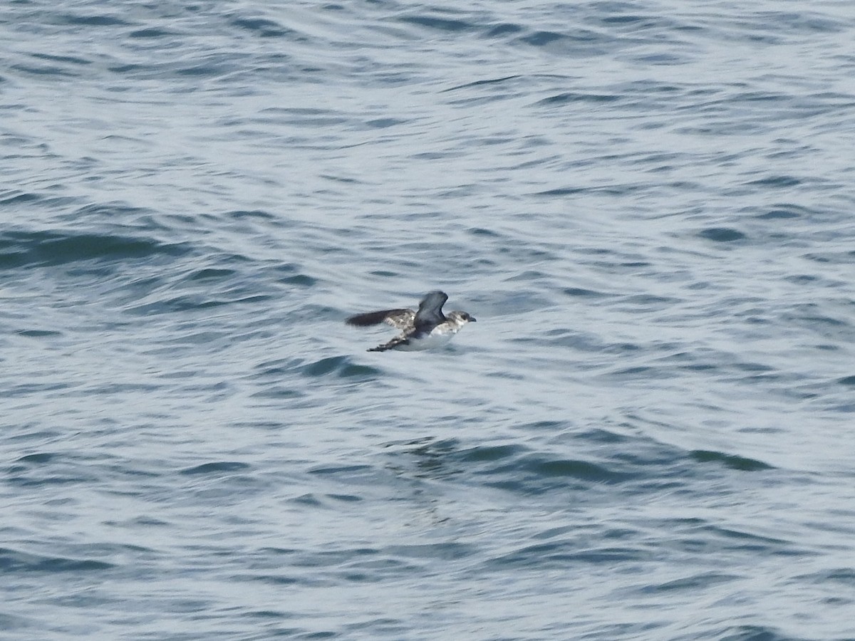 Peruvian Diving-Petrel - ML646413139