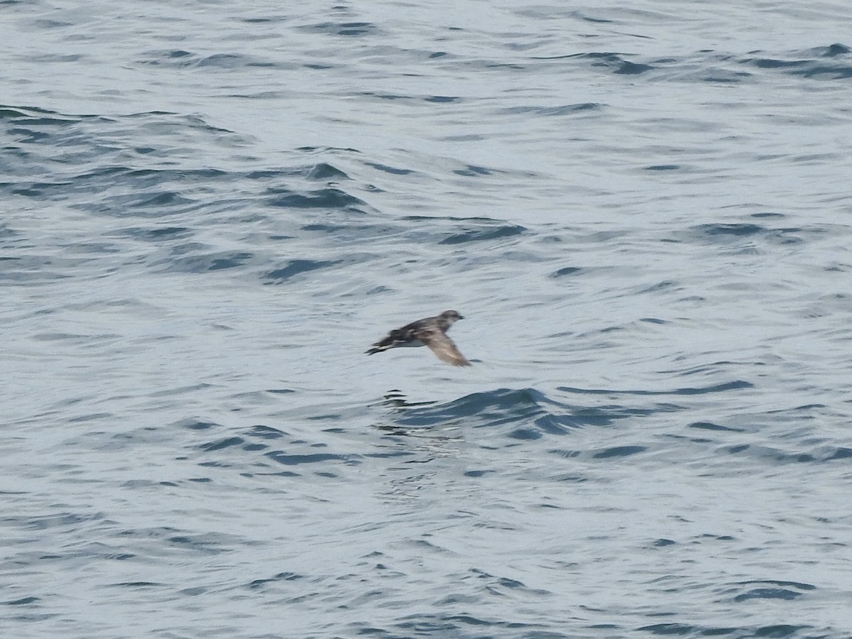 Peruvian Diving-Petrel - ML646413141