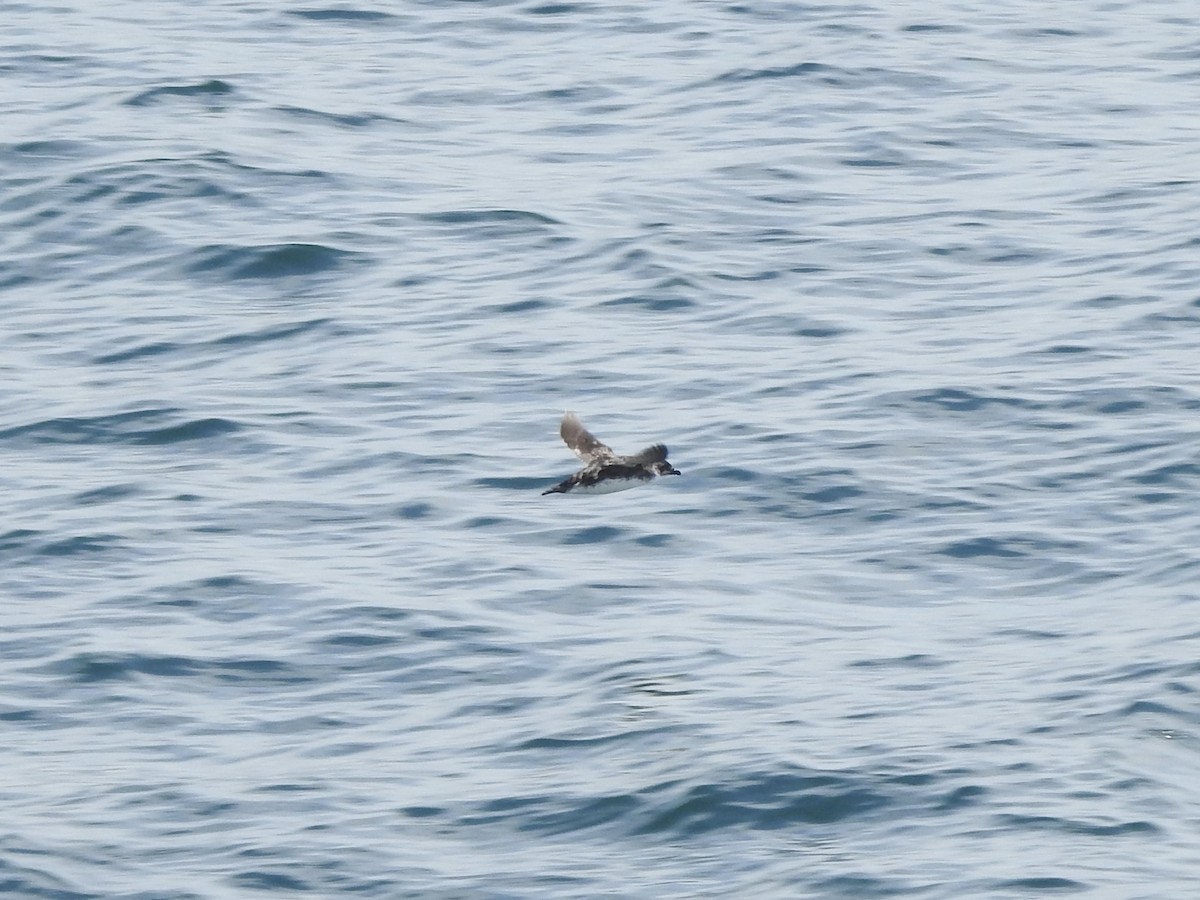 Peruvian Diving-Petrel - ML646413142
