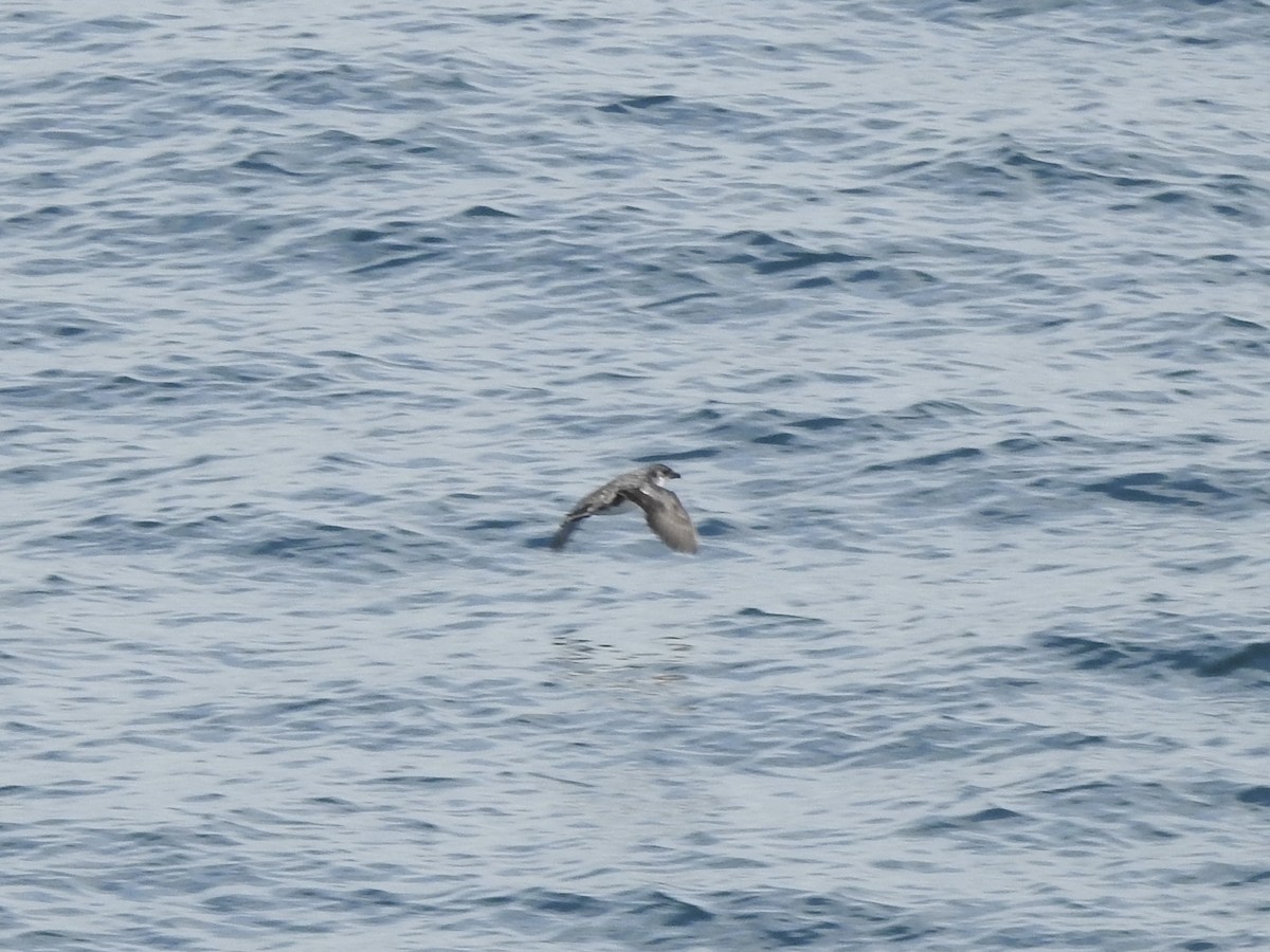 Peruvian Diving-Petrel - ML646413143