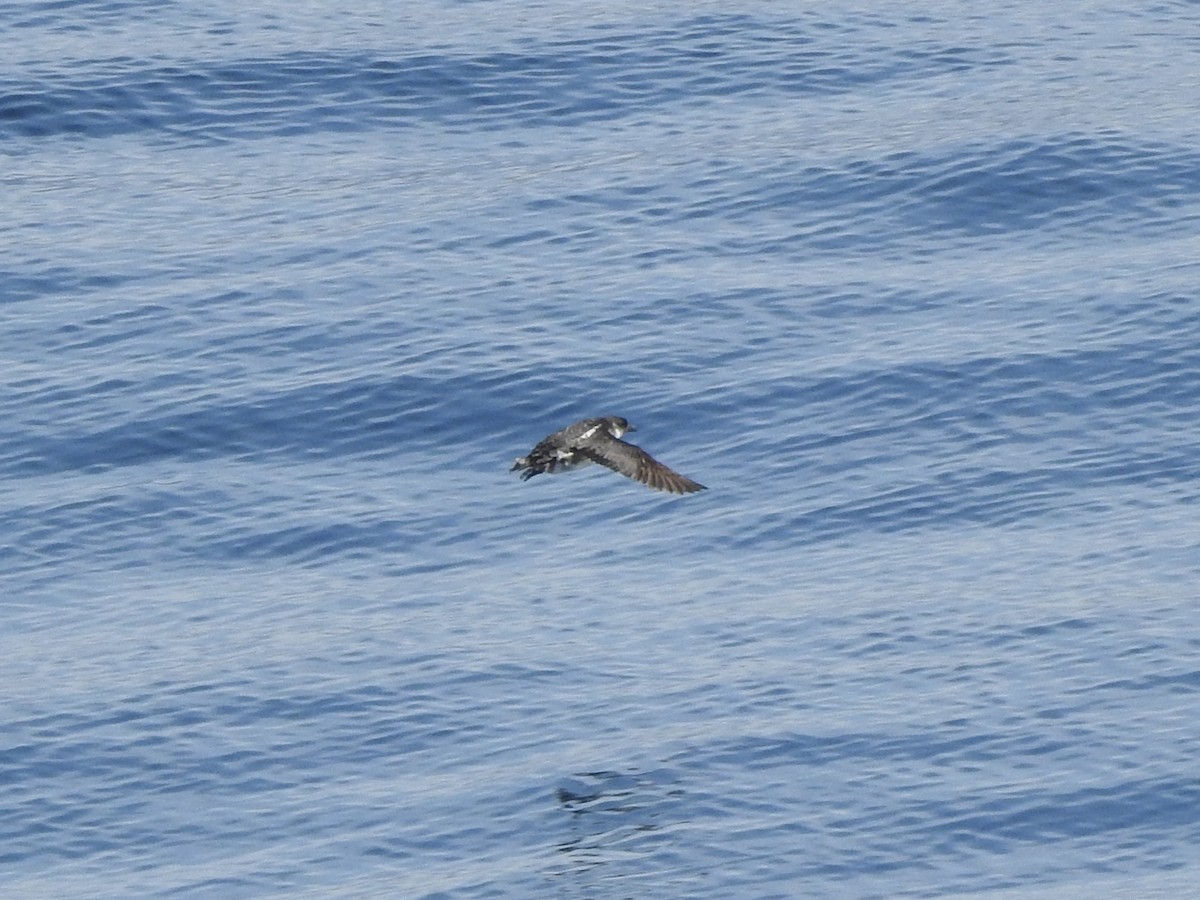 Peruvian Diving-Petrel - ML646413144