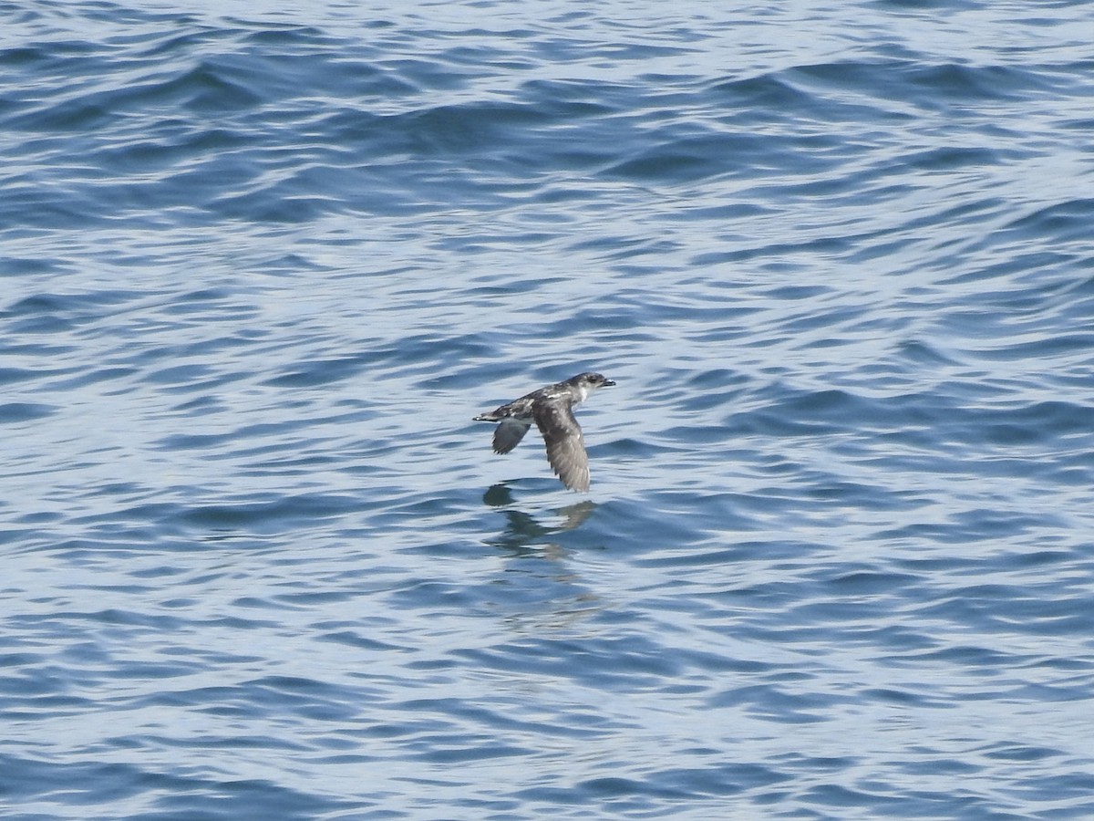 Peruvian Diving-Petrel - ML646413145