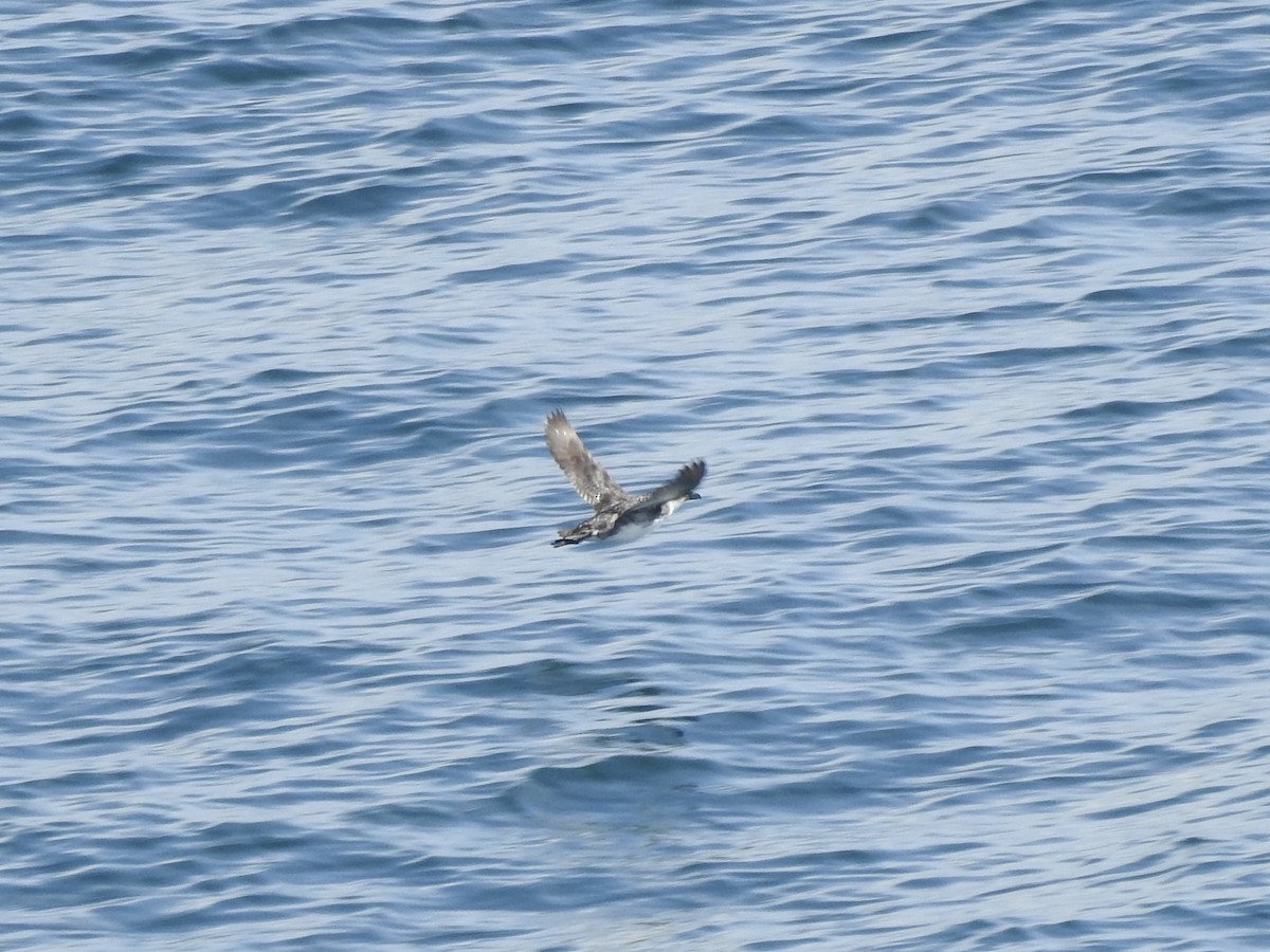 Peruvian Diving-Petrel - ML646413146