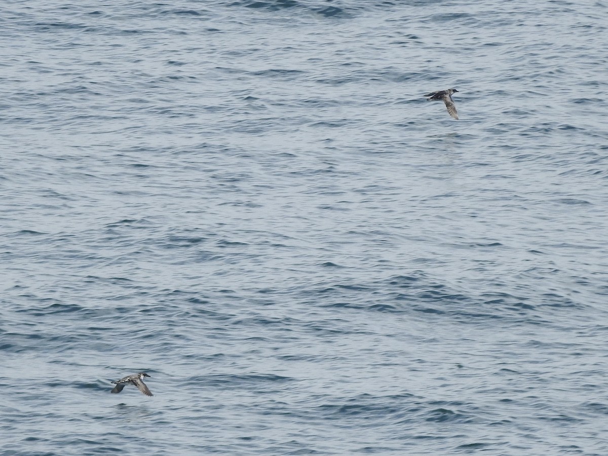 Peruvian Diving-Petrel - ML646413147