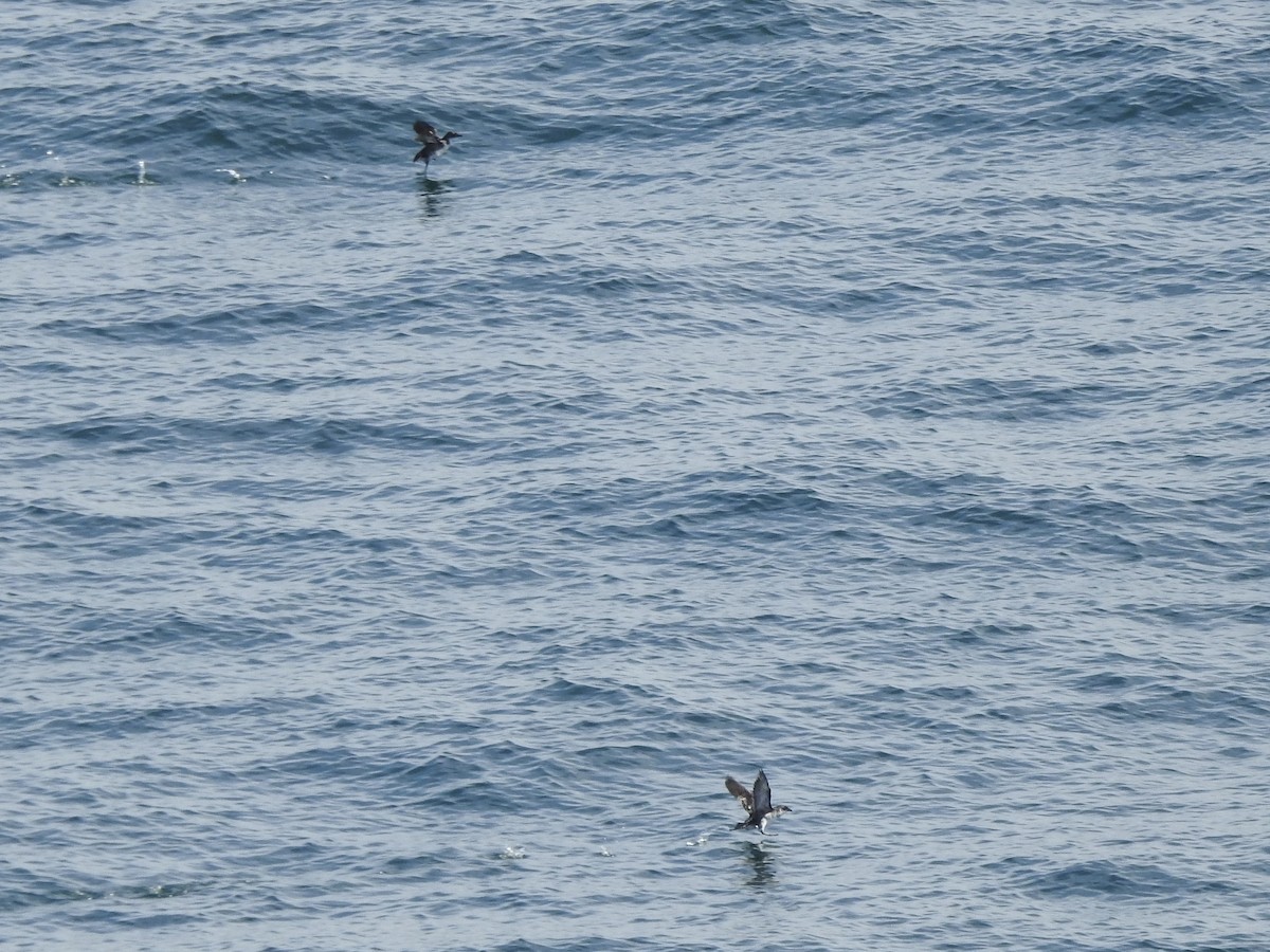Peruvian Diving-Petrel - ML646413148
