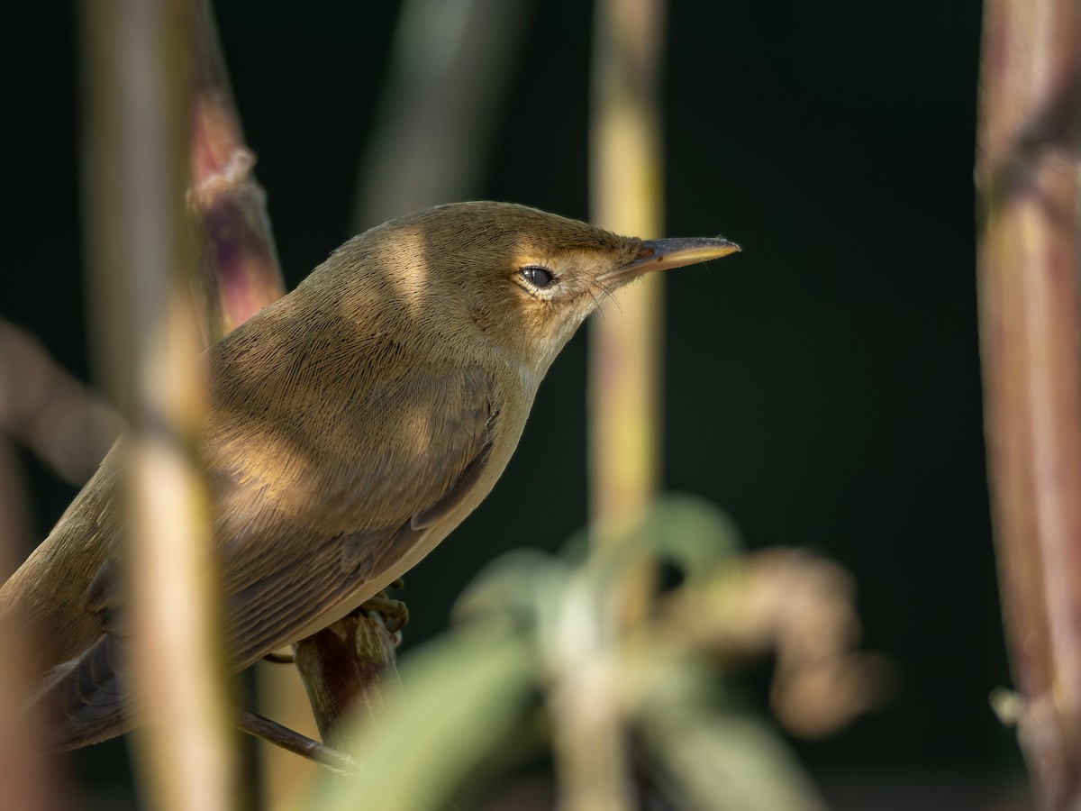 ヨーロッパヨシキリ - ML646413150