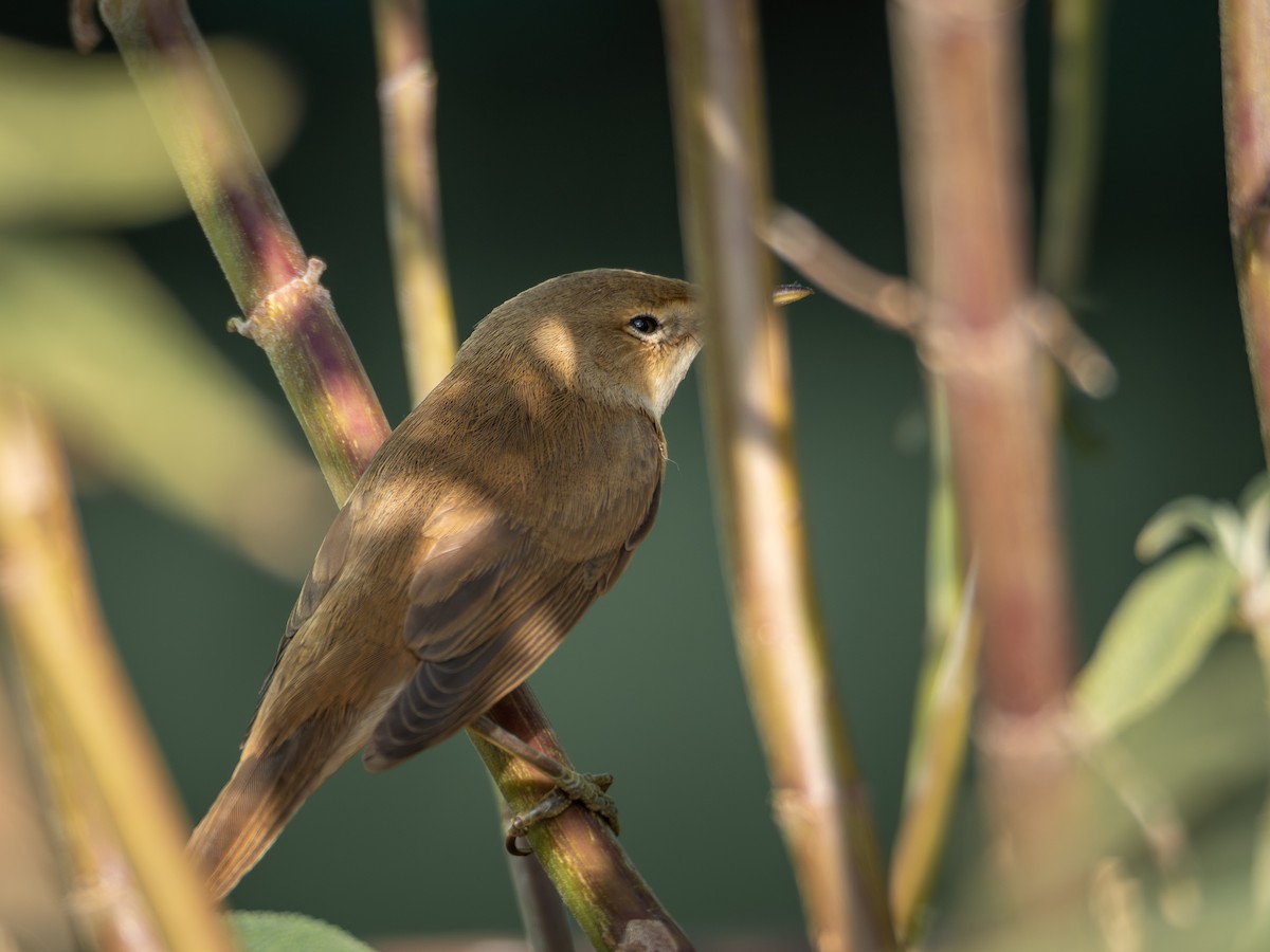 ヨーロッパヨシキリ - ML646413151