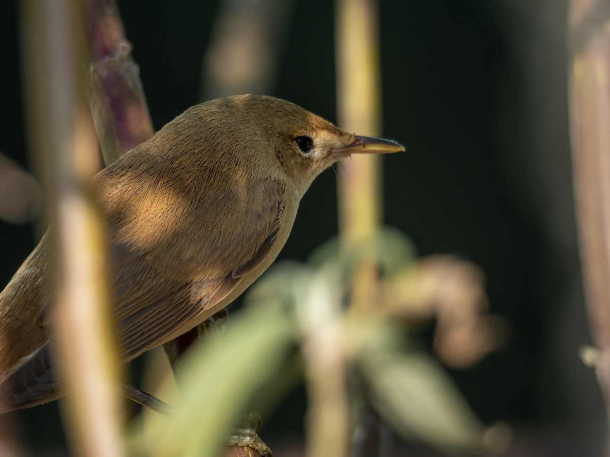 ヨーロッパヨシキリ - ML646413152