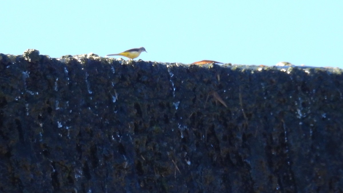 灰鶺鴒 - ML646413153