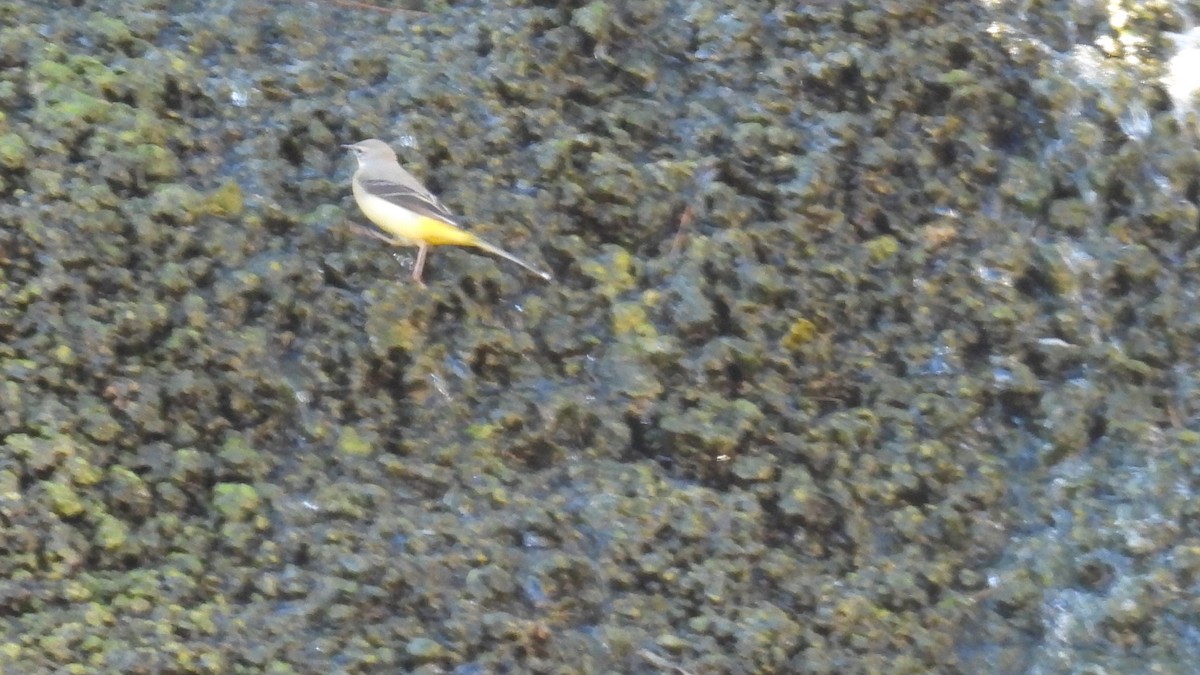 灰鶺鴒 - ML646413154