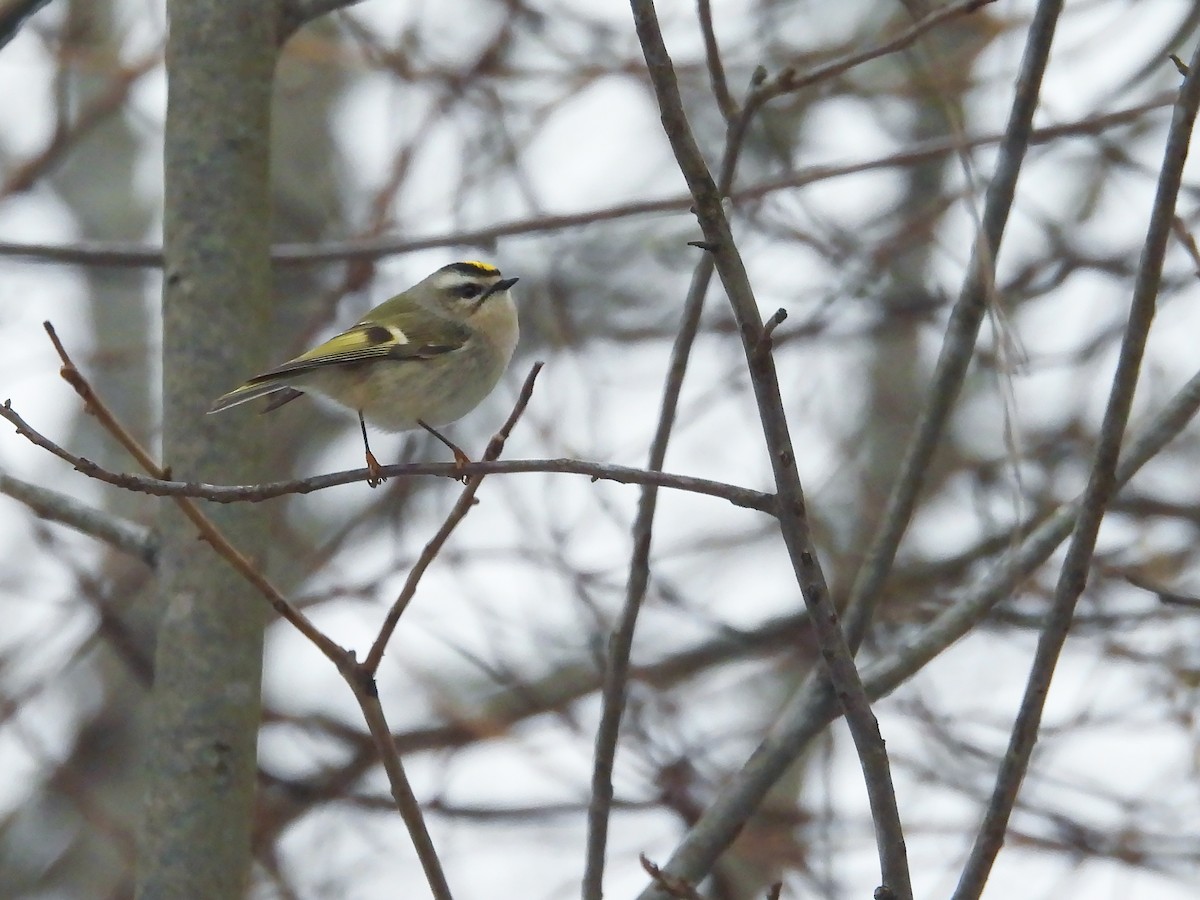 Erregetxo amerikarra - ML646413155