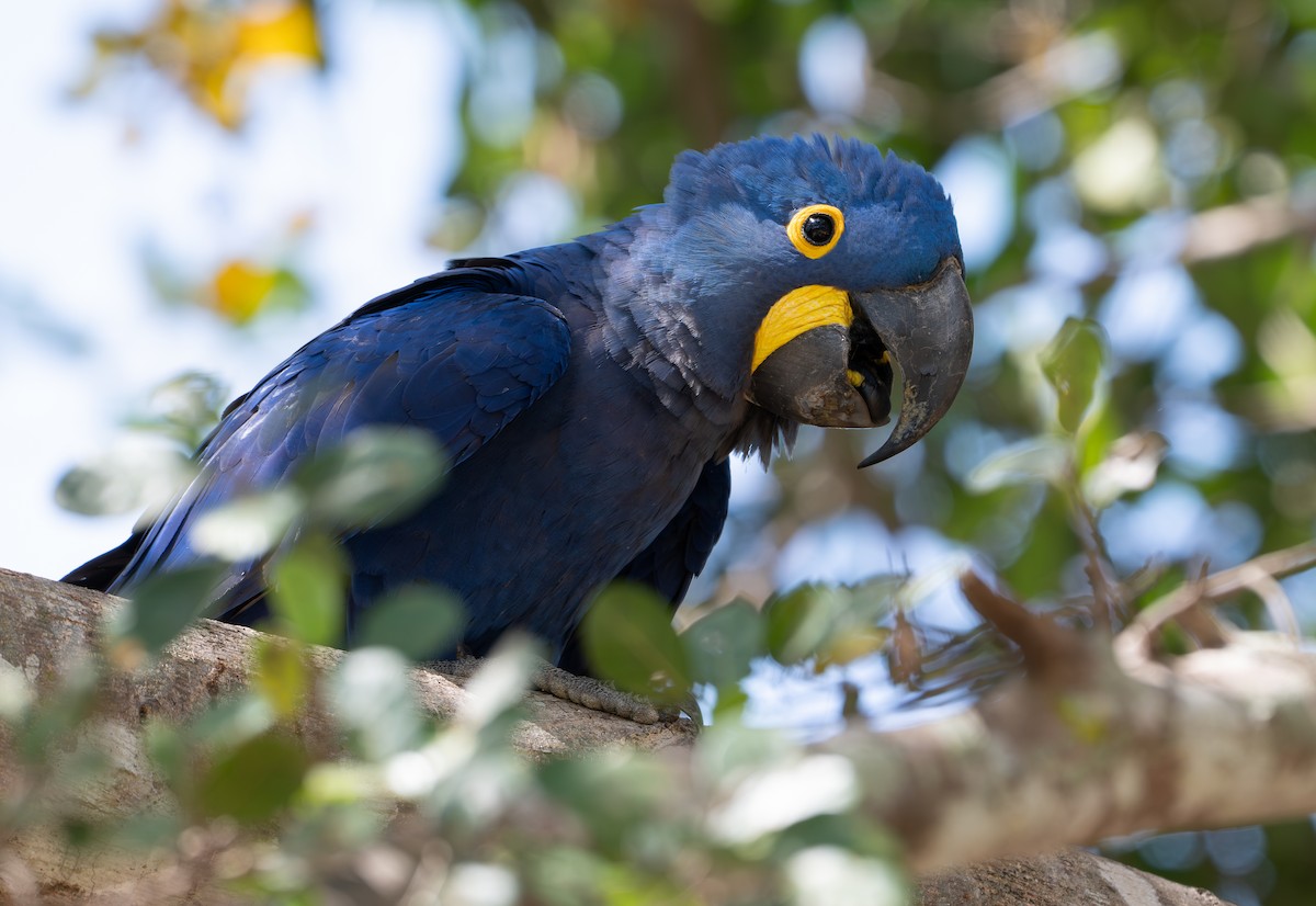 Hyacinth Macaw - ML646413156