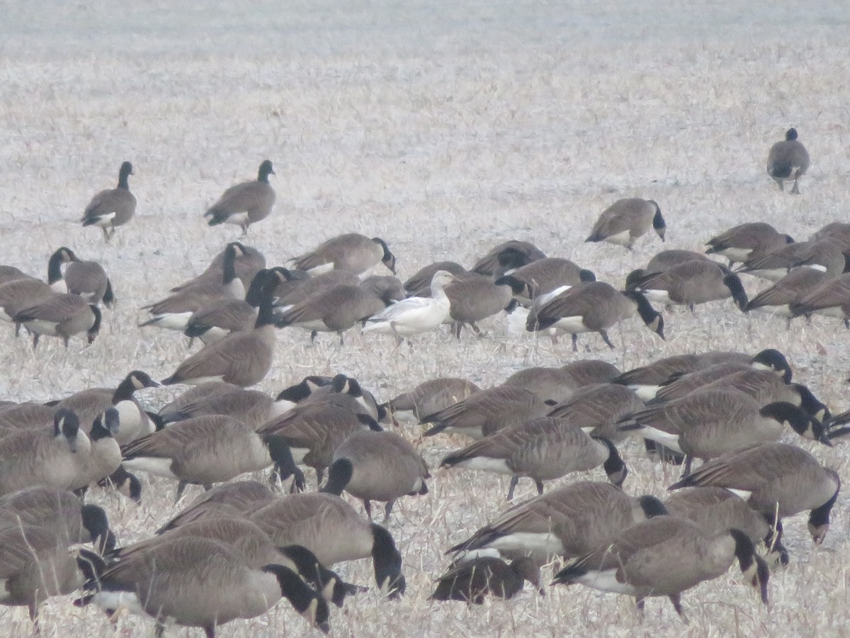 Snow Goose - ML646413157