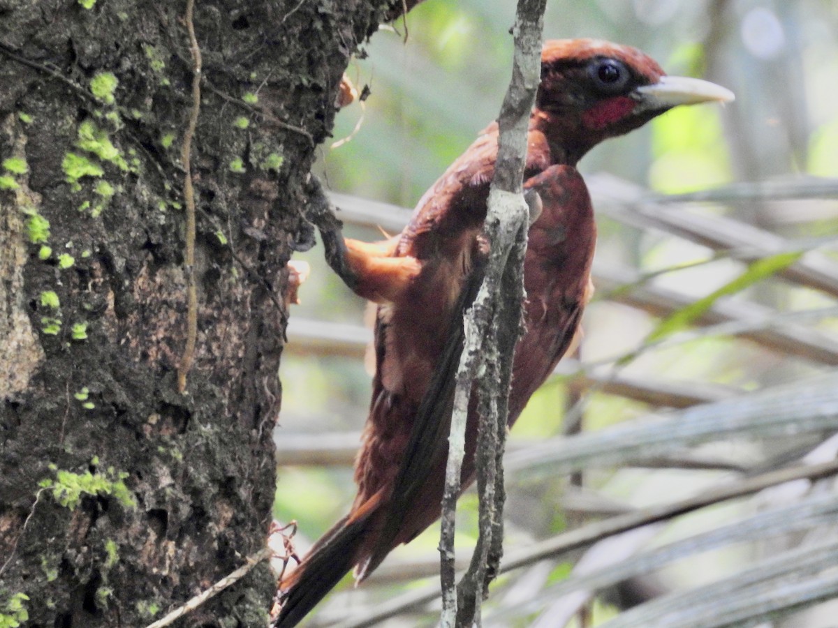 Chestnut Woodpecker - ML646413158