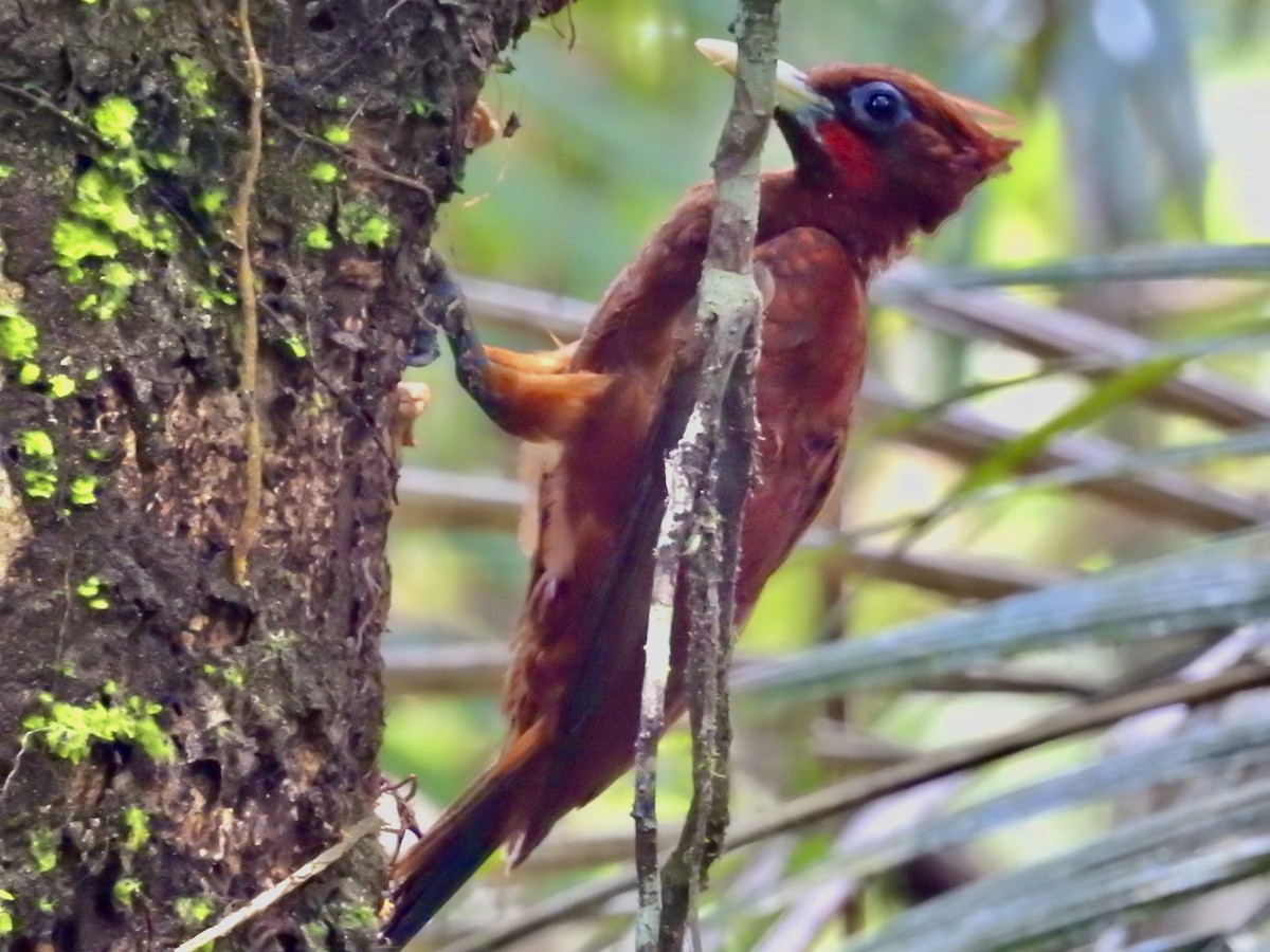 Chestnut Woodpecker - ML646413159