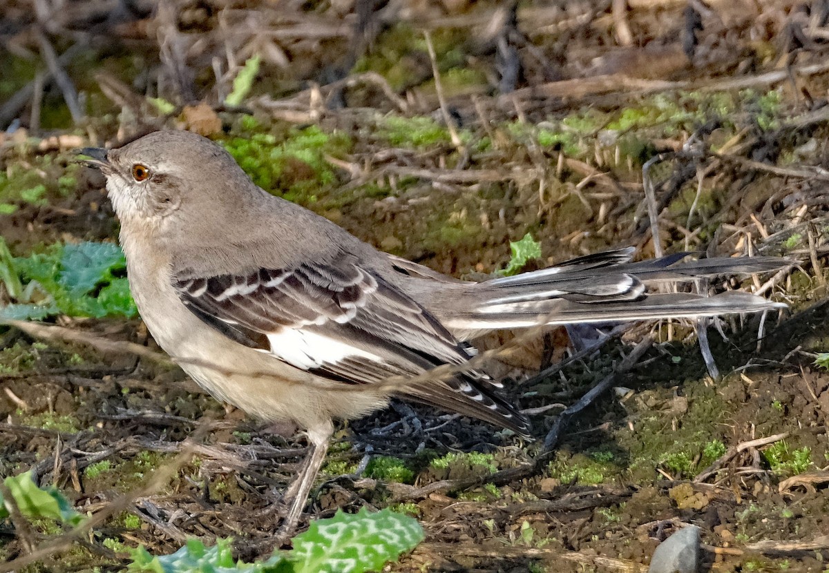 Northern Mockingbird - ML646413160