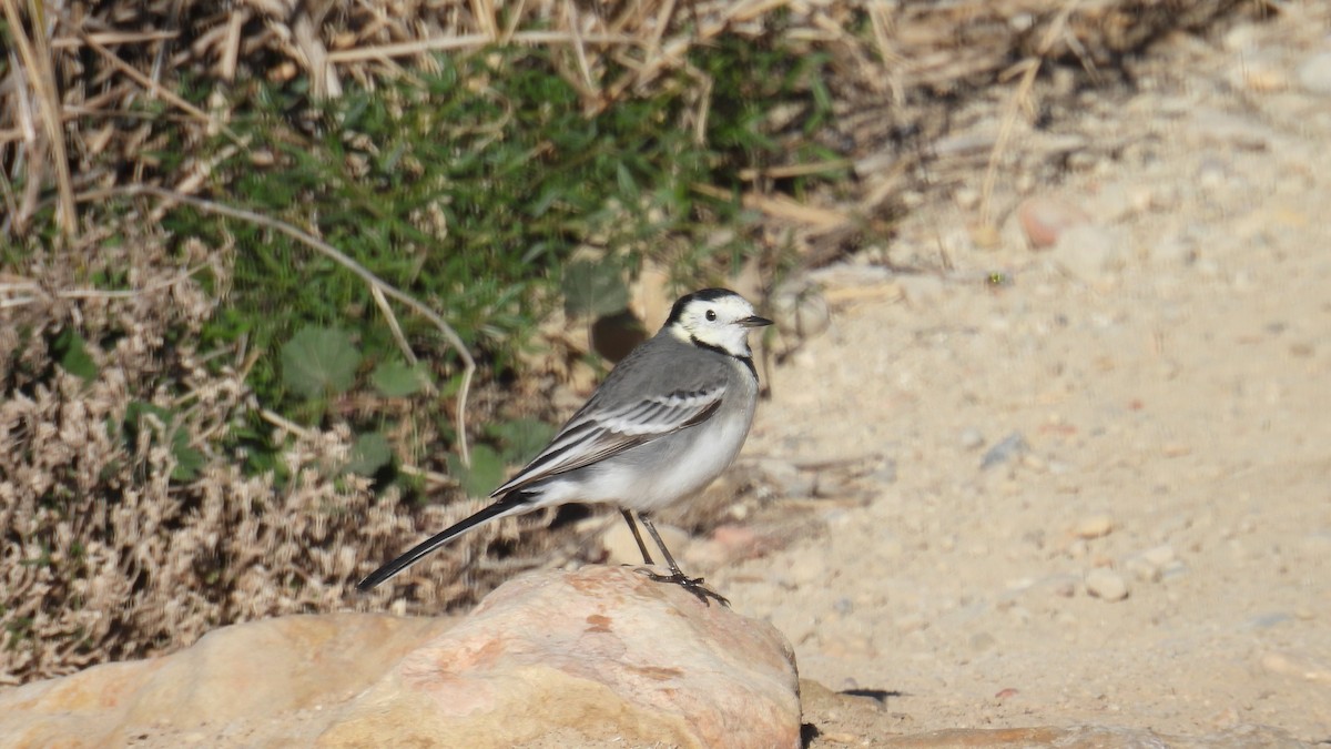 konipas bílý - ML646413161