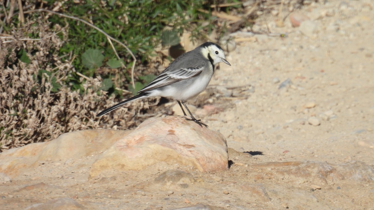 konipas bílý - ML646413162