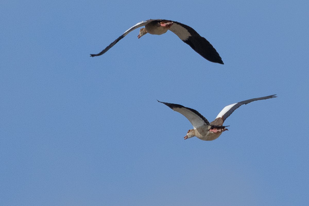 Egyptian Goose - ML646413163