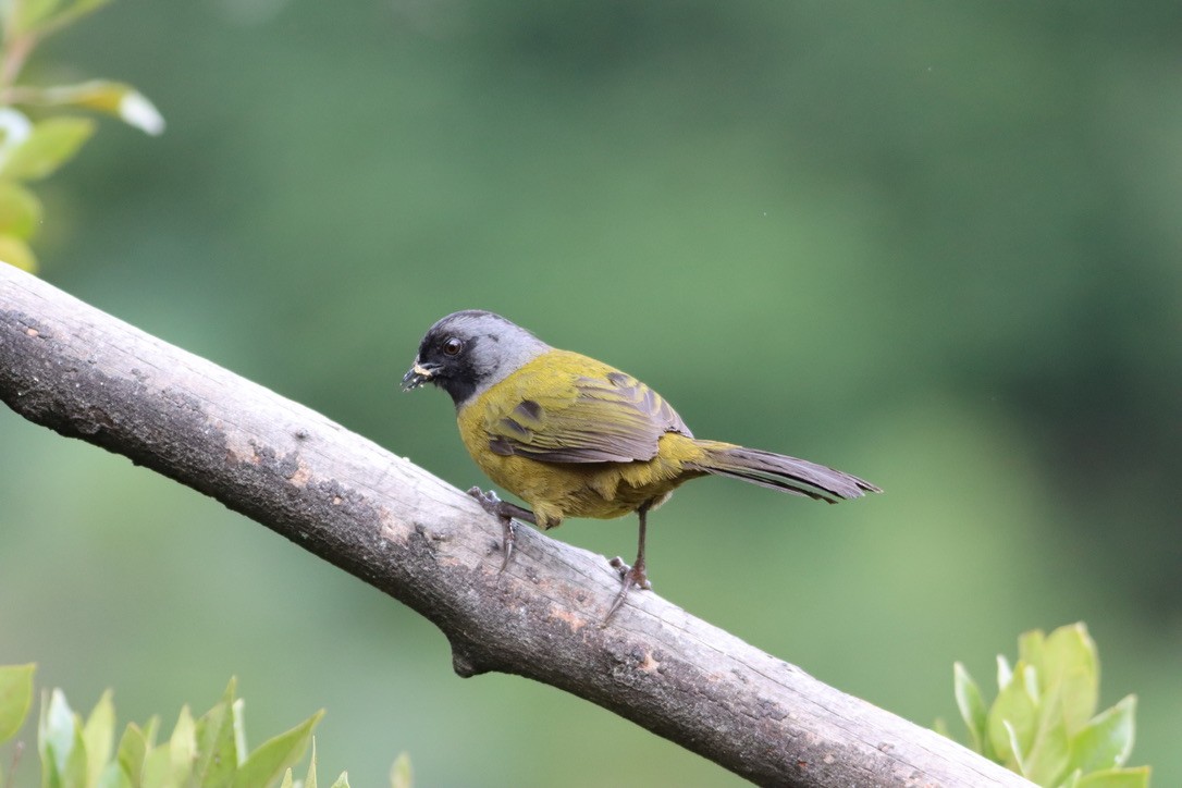 Large-footed Finch - ML646413166