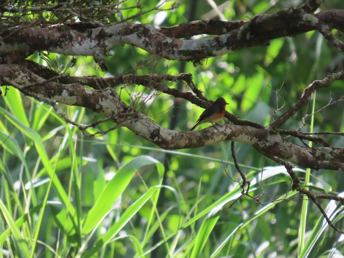 Kashmir Flycatcher - ML646413173