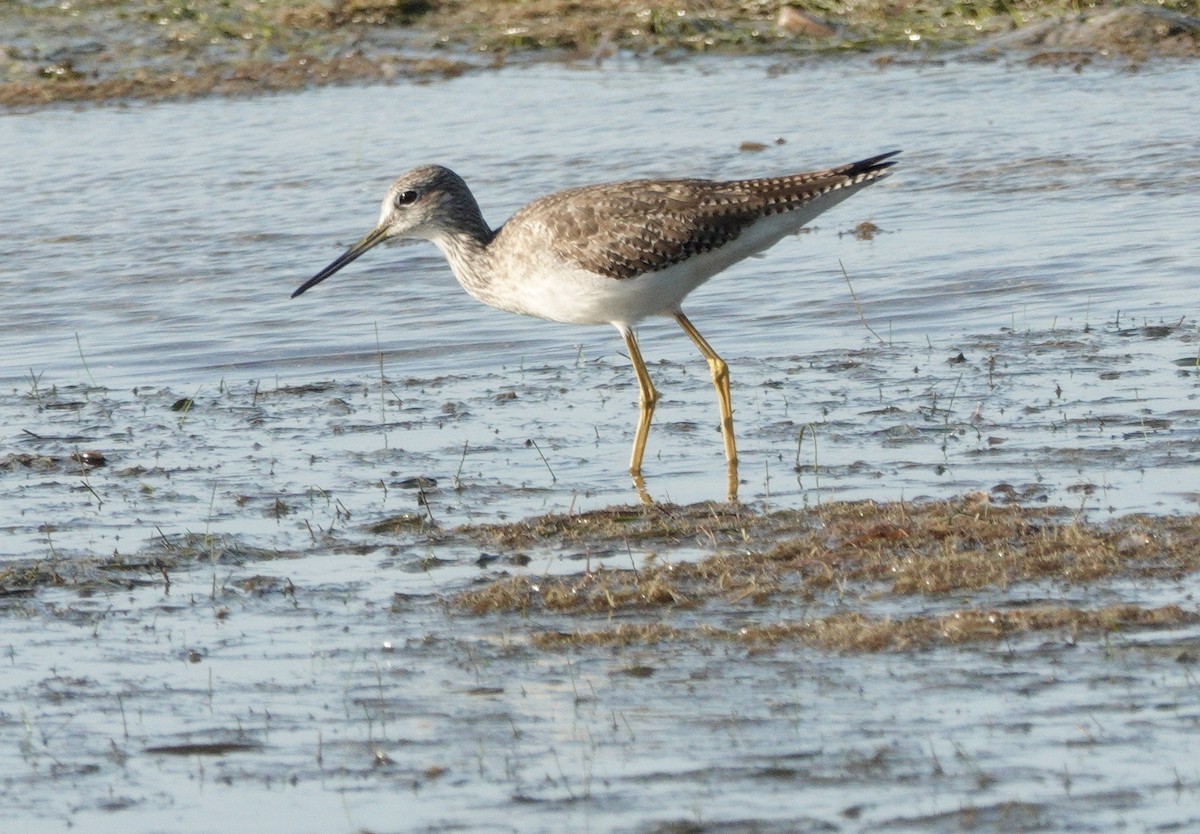 Greater Yellowlegs - ML646413175