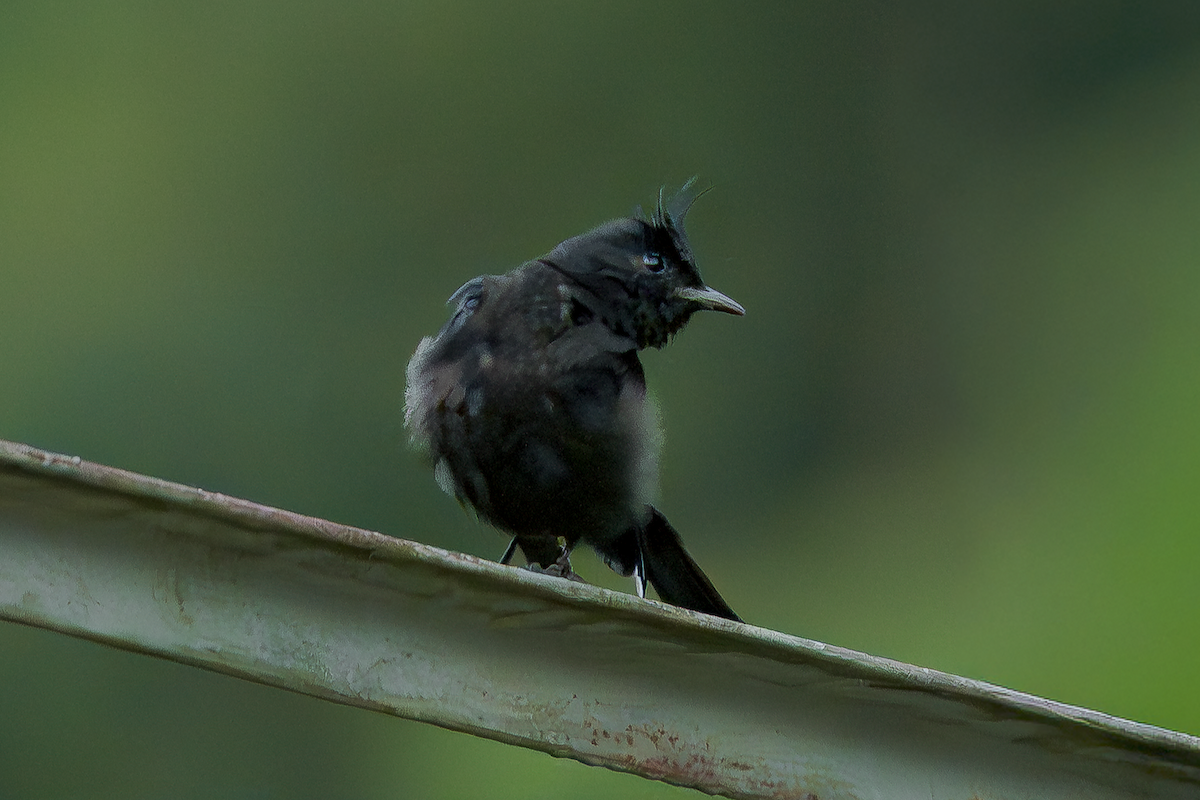 Crested Black-Tyrant - ML646413177