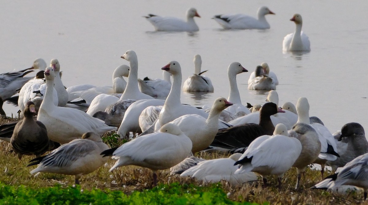 Snow Goose - ML646413178